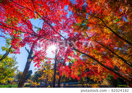 世博公園紅葉風 92024182