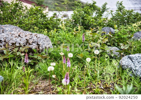 Murododaira（Chinguruma棉帽，小花，紫花） 92024250