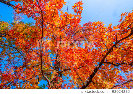Expo Park Momijibafu Autumn Leaves 92024283