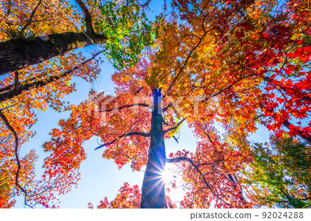 世博公園紅葉風 92024288