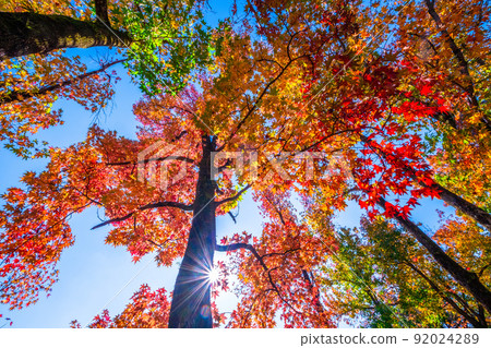 Expo Park Momijibafu Autumn Leaves 92024289