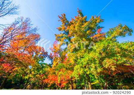 世博公園紅葉風 世博公園紅葉風 92024290