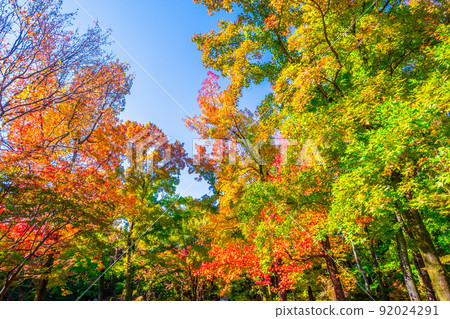 世博公園紅葉風 92024291