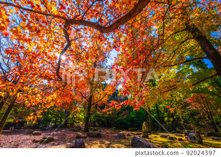 Expo Park Momijibafu Autumn Leaves 92024397