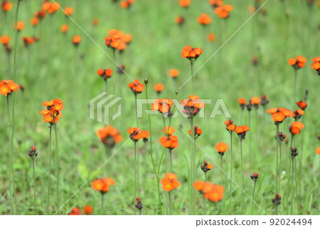 Orange dandelions Orange dandelions 92024494