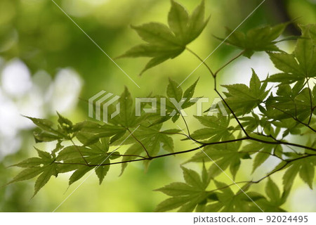 Green maple Green maple 92024495