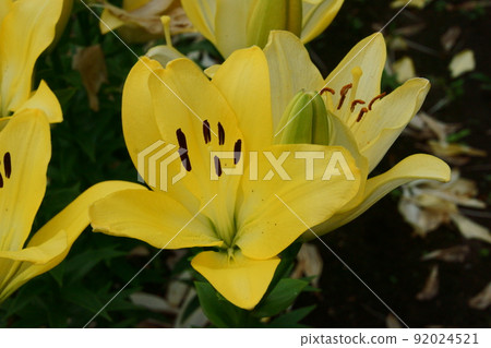 Hemelocalis Hemelocalis 92024521