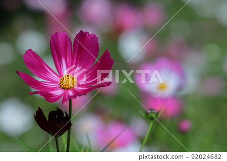 Bloom in the autumn wind 92024682