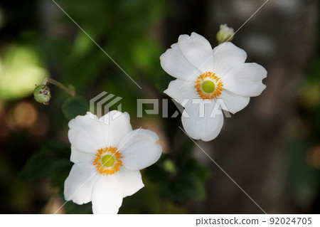 Shumayigiku Shumayigiku 92024705