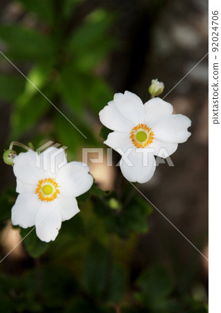 Shumayigiku 92024706