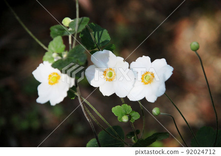 打破碗花花 92024712