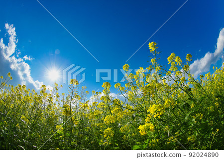 Sapporo Satoland Rape field Sapporo Satoland Rape field 92024890