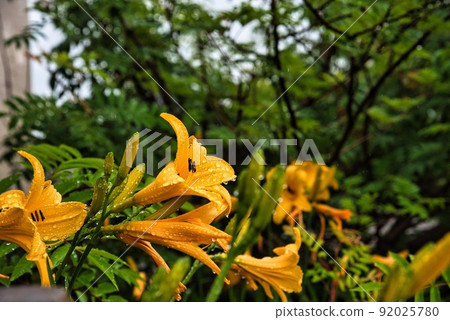 Daikanbo Station (yellow flowers, raindrops) 92025780