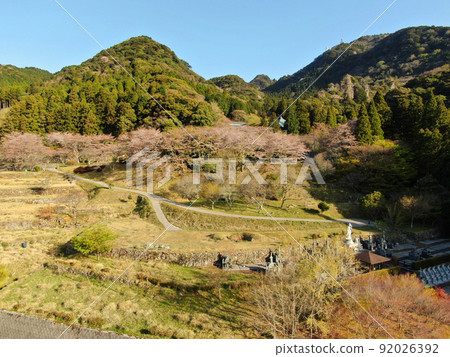 A row of cherry blossom trees around Futagoji Temple on the hillside of Mt. Futago 92026392