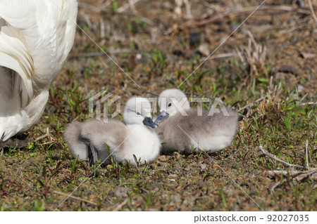 Lake Yamanaka Mute Swan Hina Lake Yamanaka Mute Swan Hina 92027035