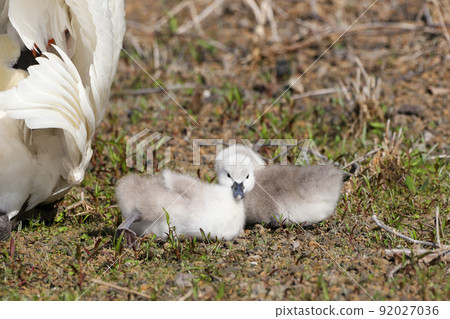 Lake Yamanaka Mute Swan Hina 92027036