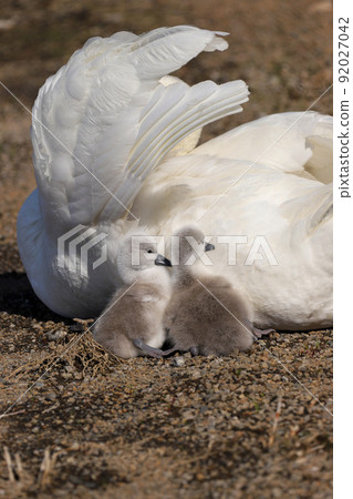 山中湖疣鼻天鵝親子 92027042