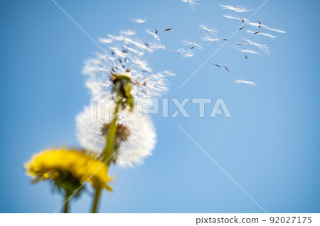 Dandelion fluffy departure Dandelion fluffy departure 92027175