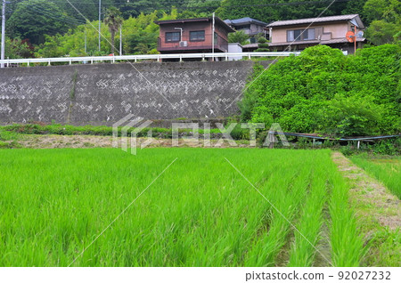 稻田和柵欄 稻田和柵欄 92027232