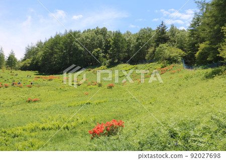 杜鵑花盛開的新笠山花田 92027698