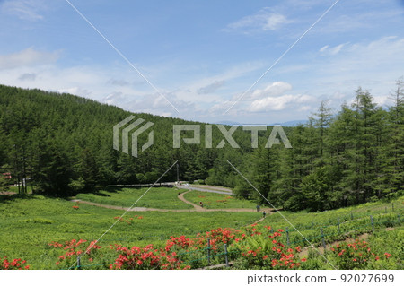Nyukasayama flower field where Japanese azaleas are in full bloom Nyukasayama flower field where Japanese azaleas are in full bloom 92027699