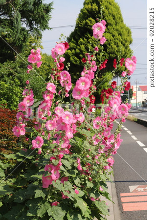 日本初夏沿路花園盛開的粉紅色和紅色蜀葵花 日本初夏沿路花園盛開的粉紅色和紅色蜀葵花 92028215