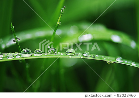 rain dew on the grass rain dew on the grass 92028460
