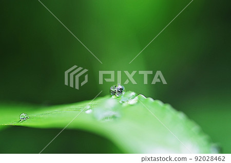 rain dew on the grass rain dew on the grass 92028462