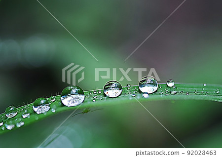 rain dew on the grass 92028463