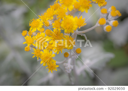 盛開的銀豚草花 盛開的銀豚草花 92029030