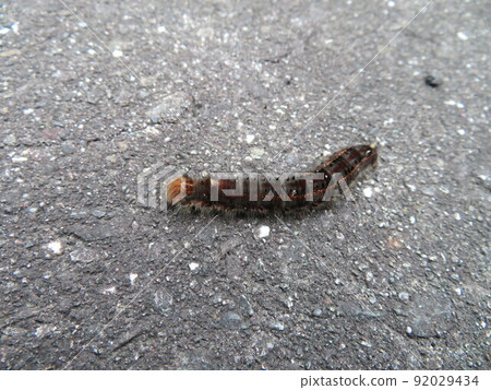 Drinker moth larva crossing the road Drinker moth larva crossing the road 92029434