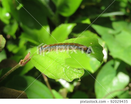 Lackey moth larvae eating leaves Lackey moth larvae eating leaves 92029435