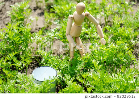 Growing young carrots in the garden. Harvesting with a wooden dummy, selective focus Growing young carrots in the garden. Harvesting with a wooden dummy, selective focus 92029512