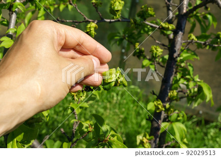 Plum tree leaves infected with mealy plum aphid, Hyalopterus pruni. Plum tree leaves infected with mealy plum aphid, Hyalopterus pruni. 92029513