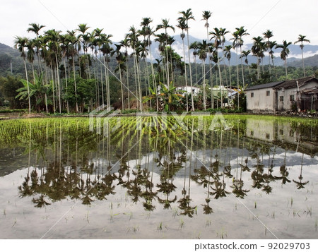 摯愛的台灣（台灣原住民口香糖檳榔，棕櫚科植物。隨著稻田裡棕櫚樹的倒影，忘記時間。） 92029703