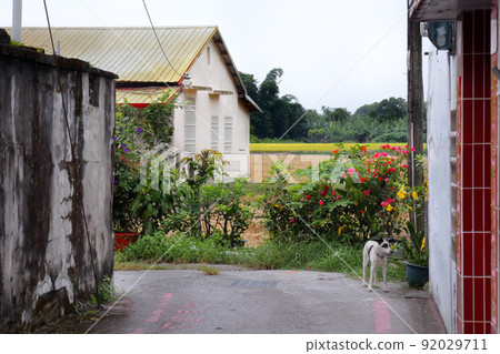 I love Taiwan (I met "Wanko" while taking a walk in the alley of Yuli Town, Hualien County. Do you understand Japanese?) I love Taiwan (I met "Wanko" while taking a walk in the alley of Yuli Town, Hualien County. Do you understand Japanese?) 92029711