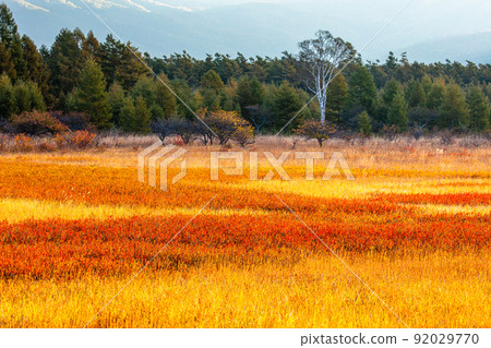 [栃木縣奧日光]紅葉上色的小田代原 92029770