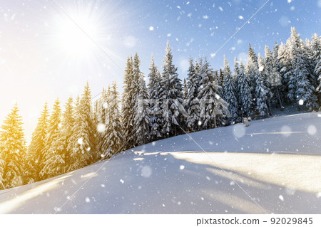 Pine trees in mountains and falling snow in fairy tale winter sunny morning. Soft ligth vintage effect. Pine trees in mountains and falling snow in fairy tale winter sunny morning. Soft ligth vintage effect. 92029845