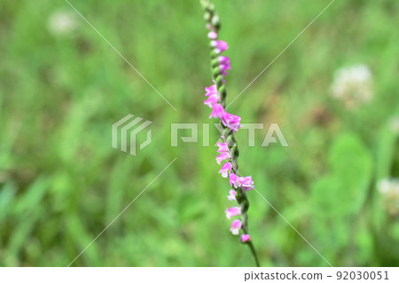 Spiranthes sinensis，花莖周圍盤旋著粉紅色的花朵 92030051