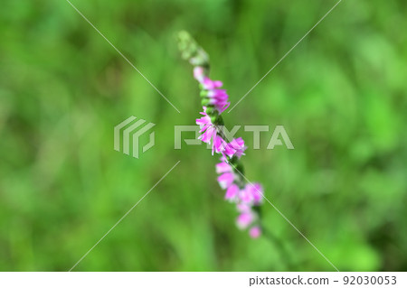 Spiranthes sinensis，花莖周圍盤旋著粉紅色的花朵 92030053