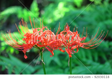 Passion flowers 92030118