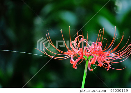 Passion flowers 92030119