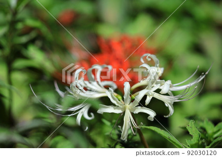 Passion flowers 92030120