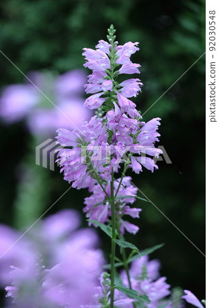 尖刺從下到上綻放 92030548