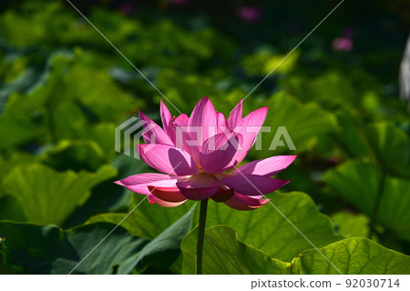 蓮花 蓮花 92030714
