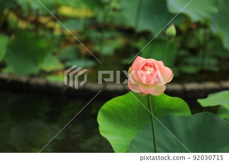 府中市地方森林公園Shukeiike Lotus 府中市地方森林公園Shukeiike Lotus 92030715