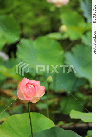 府中市地方森林公園Shukeiike Lotus 府中市地方森林公園Shukeiike Lotus 92030716