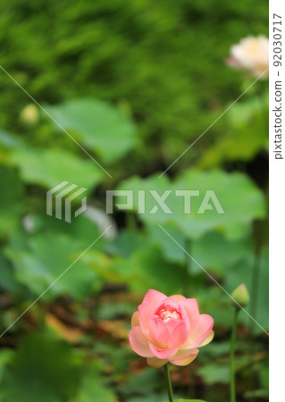 府中市地方森林公園Shukeiike Lotus 府中市地方森林公園Shukeiike Lotus 92030717
