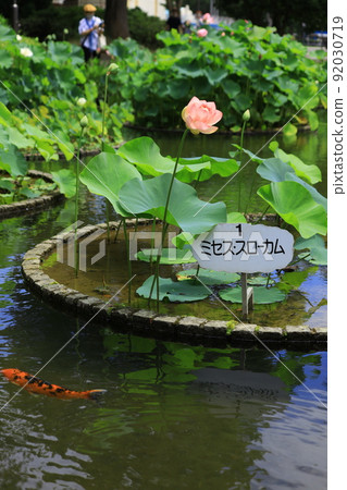 府中市地方森林公園Shukeiike Lotus 府中市地方森林公園Shukeiike Lotus 92030719