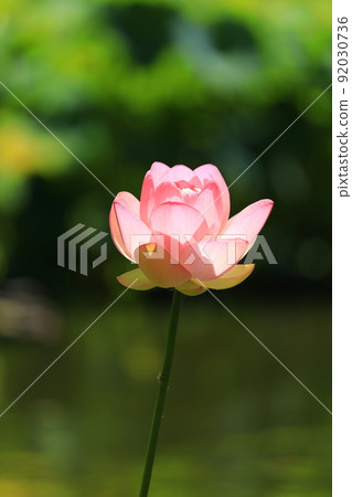 Fuchu City Local Forest Park Shukeiike Lotus 92030736